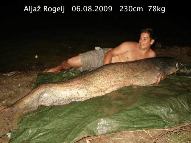 Šmartinsko jezero - Som 230 cm 78 kg